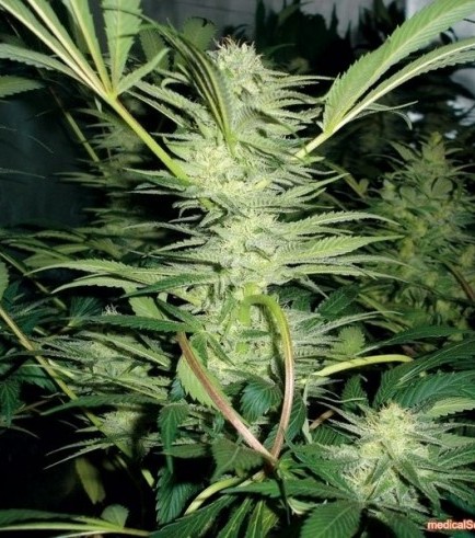 White Widow (Medical Seeds)