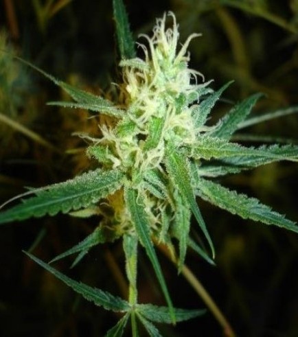 1024 (Medical Seeds)