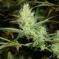 1024 (Medical Seeds)