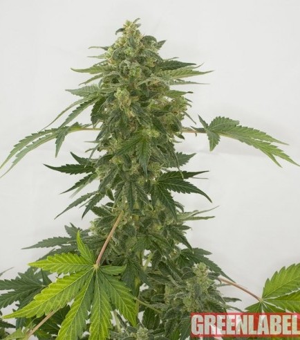 Auto Silver Haze (GreenLabel Seeds)