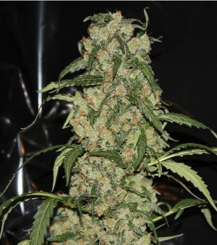 Blue Grape Dream (GreenLabel Seeds)