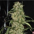 Blue Grape Dream (GreenLabel Seeds)