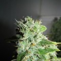 Frosty Kush (GreenLabel Seeds)