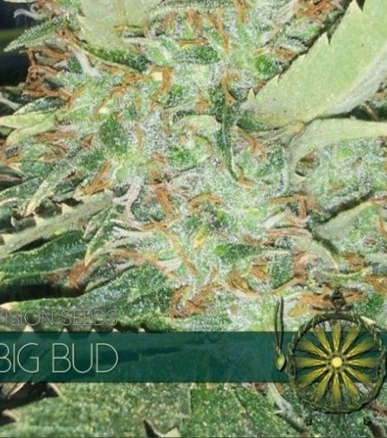 Big Bud (Vision Seeds)