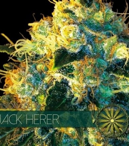 Jack Herer (Vision Seeds)