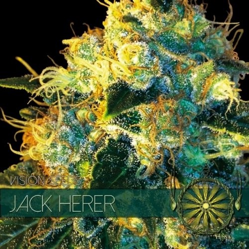 Jack Herer - Strain Information - CannaConnection