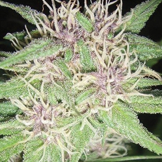 Jack Herer - Strain Information - CannaConnection