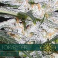 Lowryder (Vision Seeds)