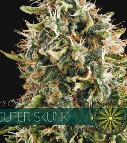 Super Skunk (Vision Seeds)