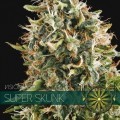 Super Skunk (Vision Seeds)