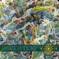 White Widow (Vision Seeds)