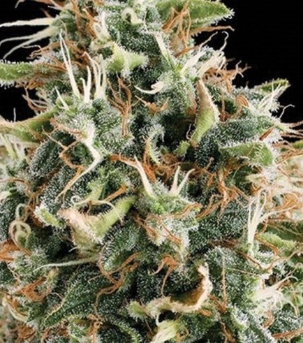 White Widow (Vision Seeds)