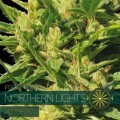Northern Lights Autoflowering (Vision Seeds)