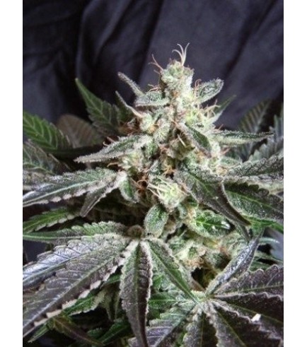 Black Jack Auto (Sweet Seeds)