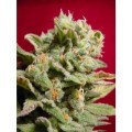 Dutch Dragon (Paradise Seeds)