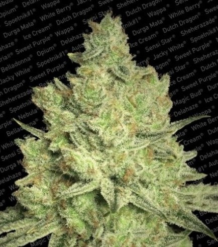 Jacky White (Paradise Seeds)