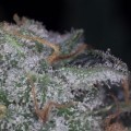 Nebula (Paradise Seeds)