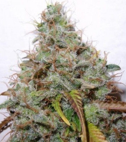 White Berry (Paradise Seeds)