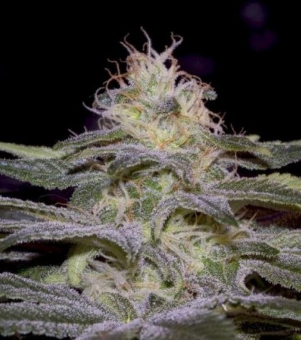 Sensi Star (Paradise Seeds)