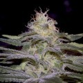 Sensi Star (Paradise Seeds)