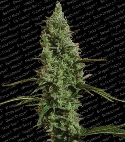 Atomical Haze (Paradise Seeds)