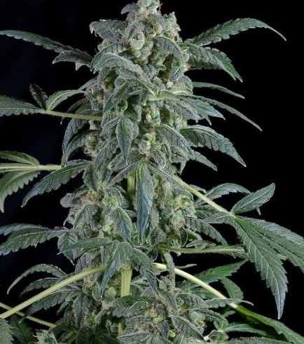 Original Amnesia Autoflowering (Dinafem)