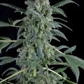 Original Amnesia Autoflowering (Dinafem)