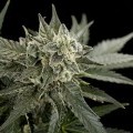 Roadrunner Autoflowering 2 (Dinafem)