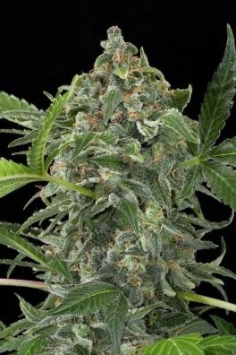 White Cheese Autofloraison