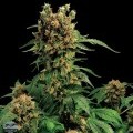 California Hashplant (Dinafem)