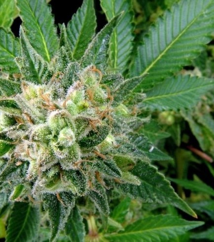 Diesel Strain Information - CannaConnection