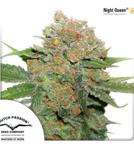 Night Queen - Strain Information - CannaConnection