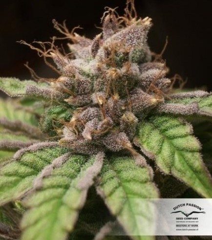 Blueberry (Dutch Passion)