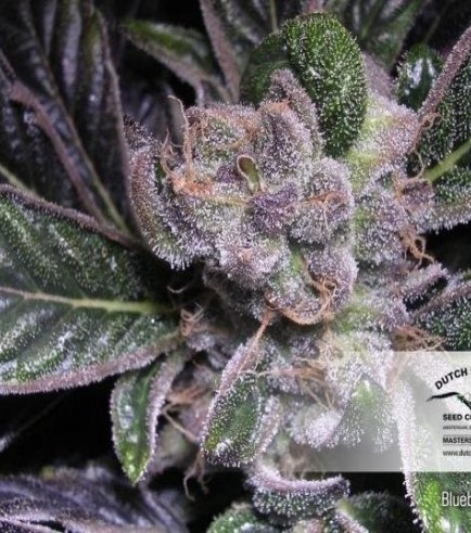 Blueberry (Dutch Passion)