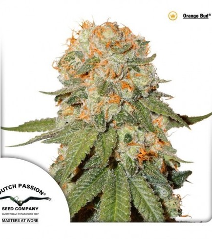 Orange Bud (Dutch Passion)