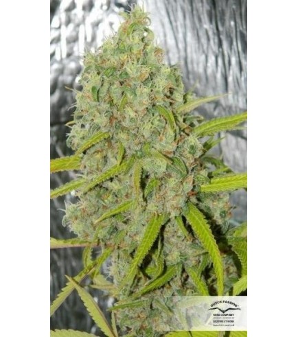 Orange Bud (Dutch Passion)