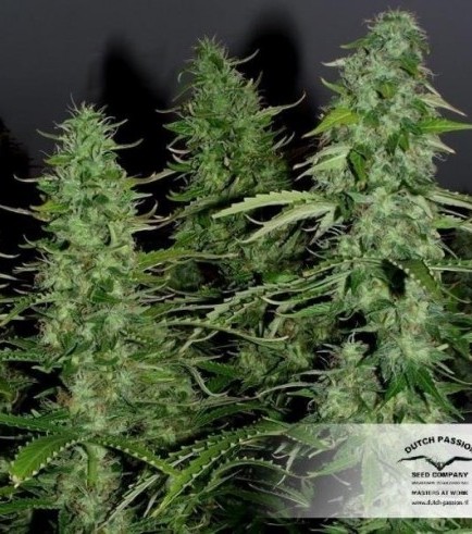 White Widow (Dutch Passion)