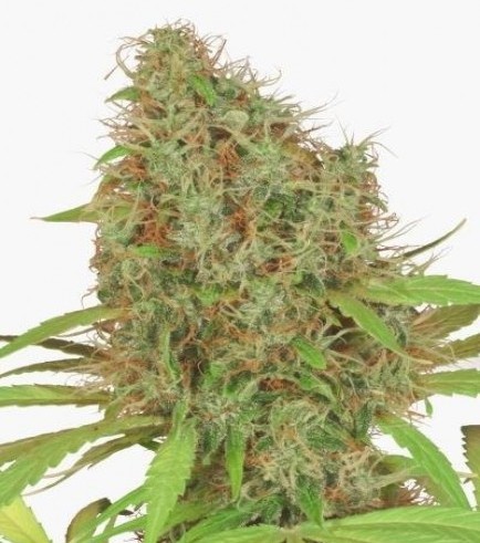 Dutch Haze (Dutch Passion)