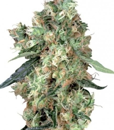 Dutch Haze (Dutch Passion)