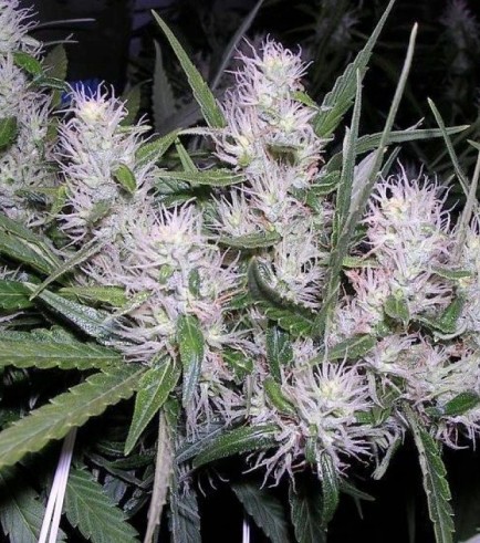 Master Kush (Dutch Passion)