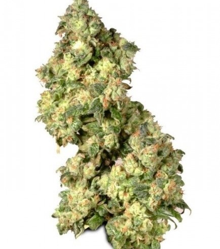 Ultra Skunk (Dutch Passion)