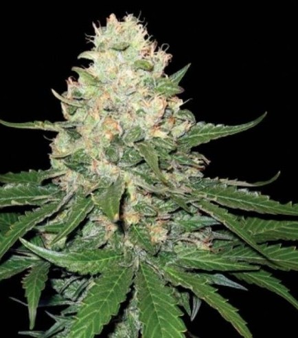 Rocklock (DNA Genetics)