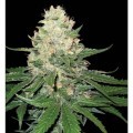 Rocklock (DNA Genetics)