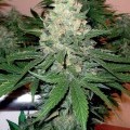 Rocklock (DNA Genetics)