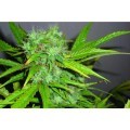 Rocklock (DNA Genetics)