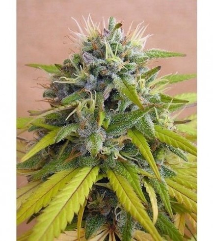 Sharksbreath (DNA Genetics)