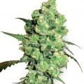 Super Skunk (Sensi Seeds)