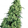 Skunk 1 (Sensi Seeds)