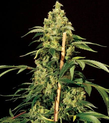 Jack Herer (Bulldog Seeds)