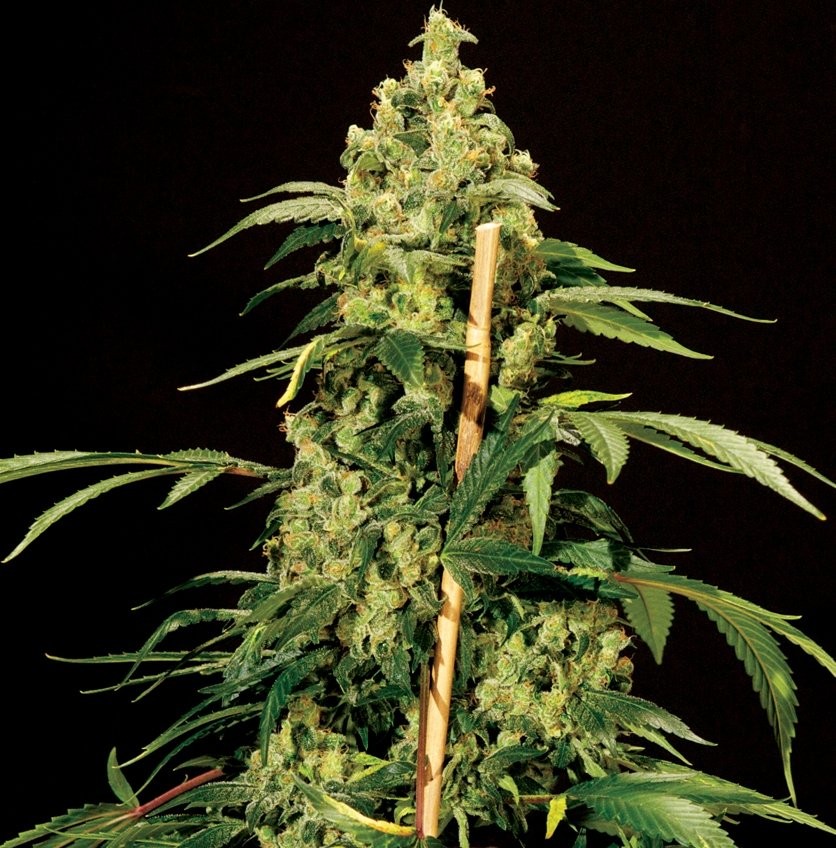 Jack Herer - Strain Information - CannaConnection